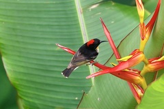 Myzomela jugularis