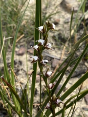 Prasophyllum brevilabre