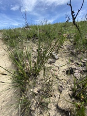 Prasophyllum brevilabre