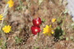 Clarkia tenella