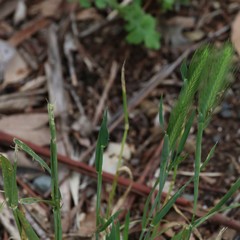 Hordeum murinum glaucum