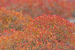 Sesuvium edmonstonei