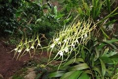 Brassia verrucosa