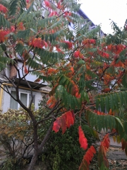 Rhus