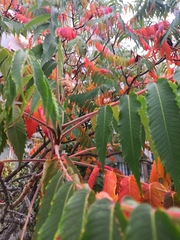 Rhus
