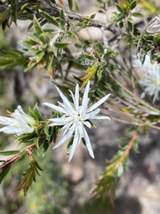 Pseudanthus pimeleoides
