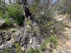 Pseudanthus pimeleoides