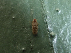 Catonia