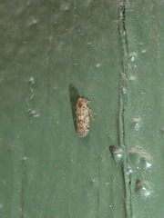Catonia