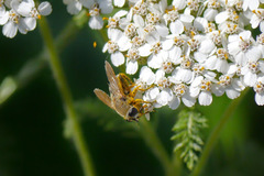 Polydontomyia curvipes