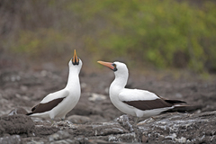 Nazca Booby photo 3