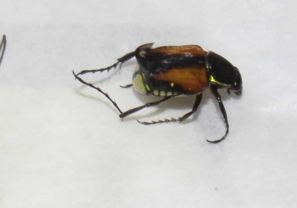 Giesbertiolus