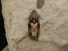 Eudemis profundana