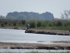 Ardea cocoi