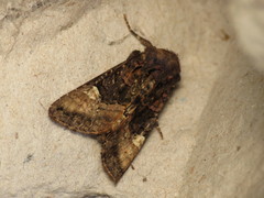 Euplexia lucipara