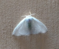 Lepidoptera