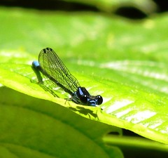 Argia oculata
