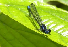Argia oculata