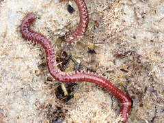 Leodice