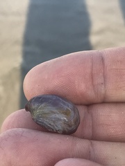 Crepidula onyx