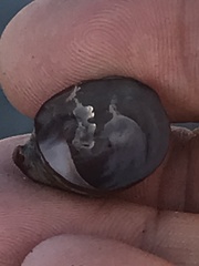 Crepidula onyx