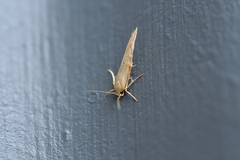 Stathmopoda skelloni