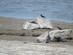 Hirundo rustica
