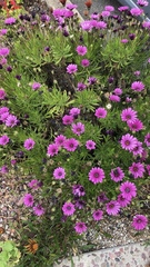 Magnoliopsida