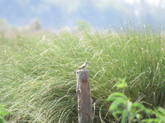 Zonotrichia capensis