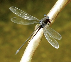 Archilestes