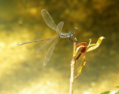 Archilestes