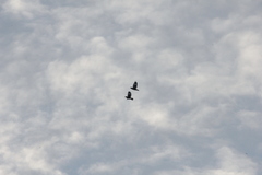 Acridotheres javanicus