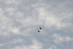 Acridotheres javanicus