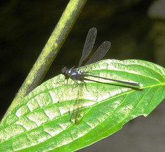 Teinopodagrion