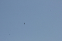 Hirundo tahitica