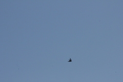Hirundo tahitica