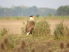 Caracara plancus