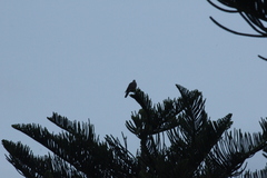 Streptopelia tranquebarica