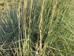 Cortaderia selloana