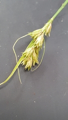 Carex scoparia
