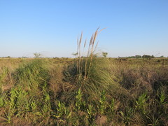 Cortaderia selloana