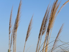 Cortaderia selloana