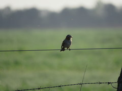 Zonotrichia capensis