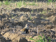 Vanellus chilensis