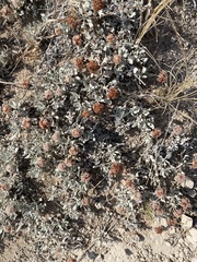 Eriogonum pauciflorum