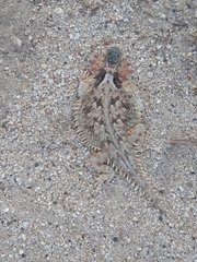 Phrynosoma coronatum