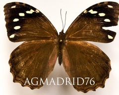 Manataria maculata image