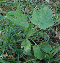 Cucurbitales