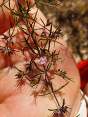 Westringia fruticosa