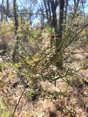 Westringia fruticosa